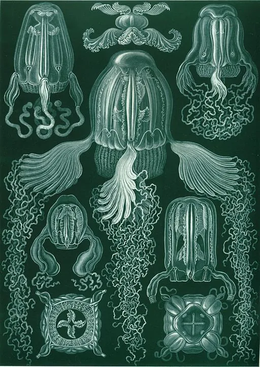 Kubmaneter i verket "Cubomedusae", från Ernst Haeckels Kunstformen der Natur, 1904